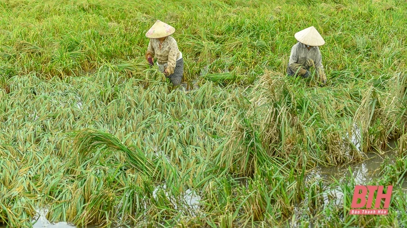 Nông dân Thanh Hóa hối hả ra đồng cứu lúa sau bão Yagi