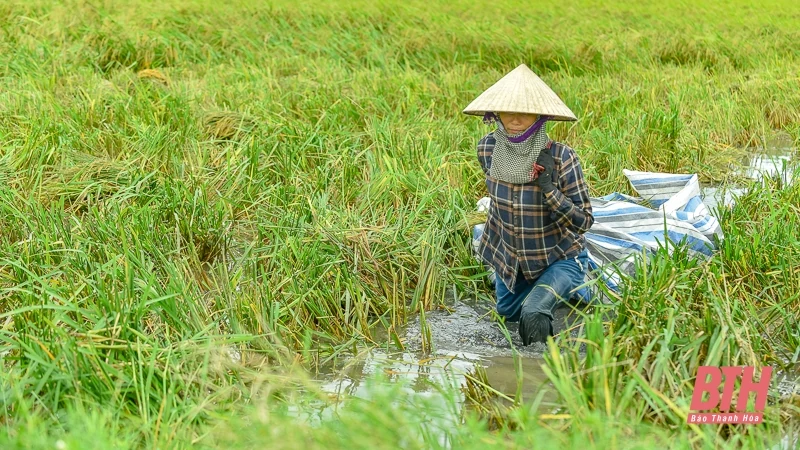 Nông dân Thanh Hóa hối hả ra đồng cứu lúa sau bão Yagi