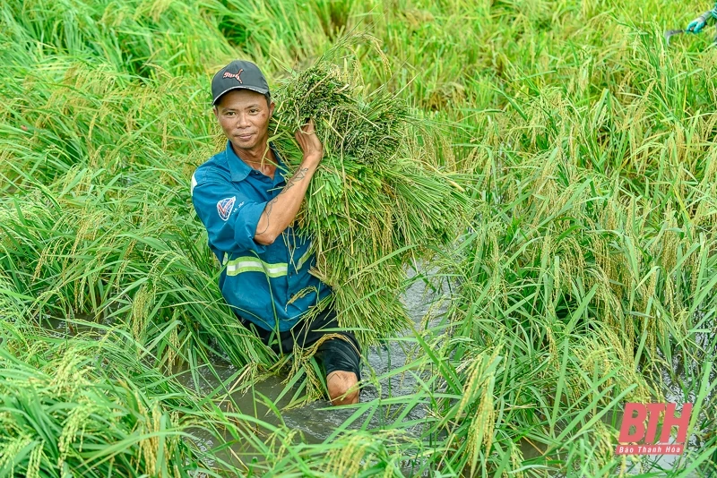 Nông dân Thanh Hóa hối hả ra đồng cứu lúa sau bão Yagi