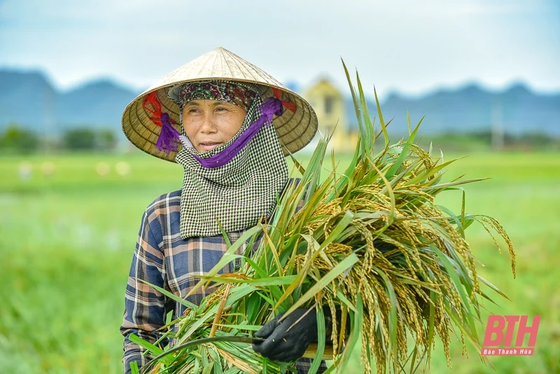 Nông dân Thanh Hóa hối hả ra đồng cứu lúa sau bão Yagi
