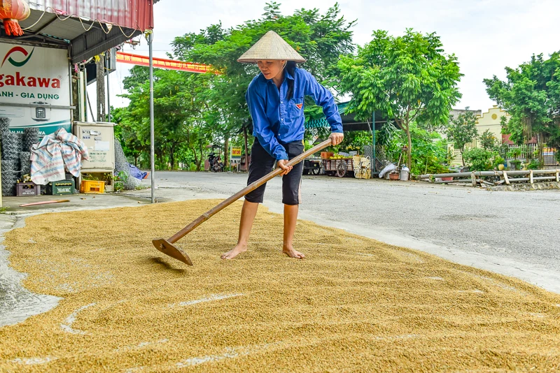 Nông dân Thanh Hóa hối hả ra đồng cứu lúa sau bão Yagi