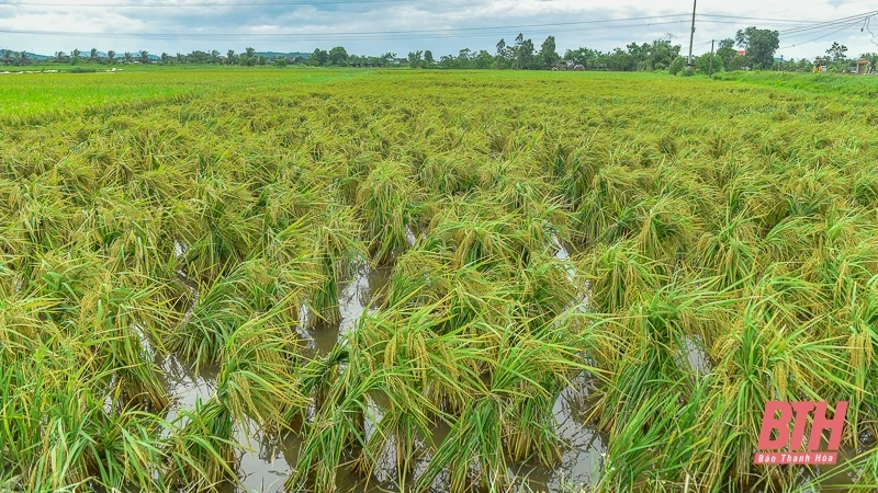 Nông dân Thanh Hóa hối hả ra đồng cứu lúa sau bão Yagi