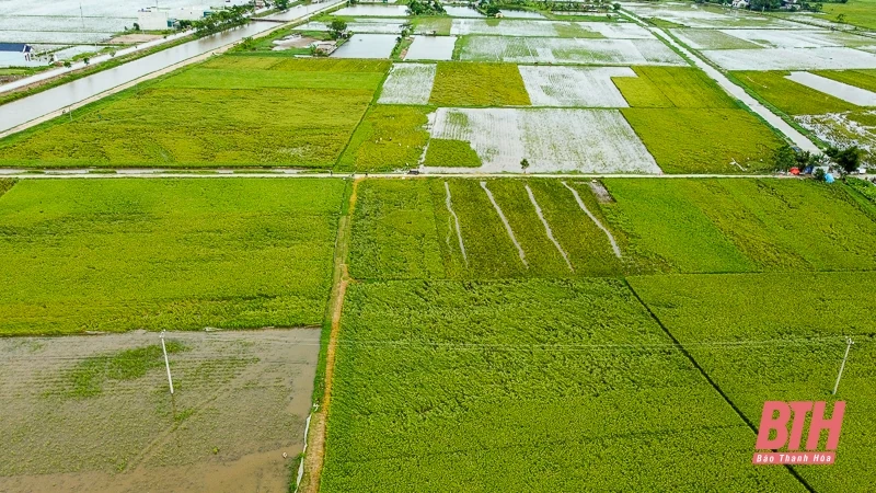 Nông dân Thanh Hóa hối hả ra đồng cứu lúa sau bão Yagi