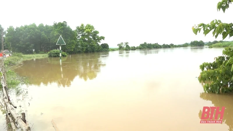 Nước sông Bưởi dâng cao trở lại, huyện Thạch Thành tăng cường biện pháp ứng phó 