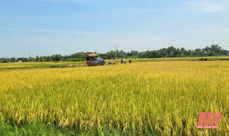 Tập trung chỉ đạo sản xuất ứng phó với các điều kiện thời tiết bất thuận