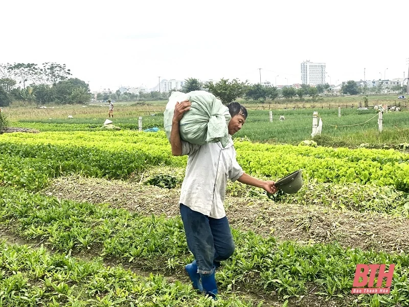 Tập trung chỉ đạo sản xuất ứng phó với các điều kiện thời tiết bất thuận