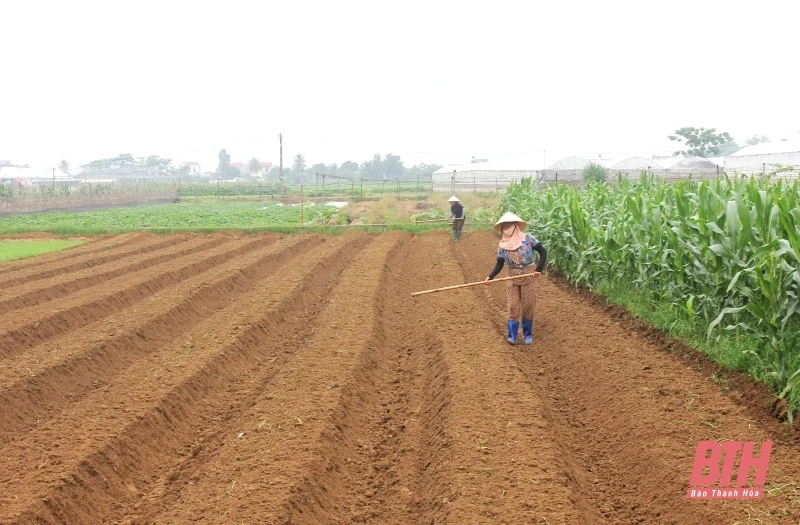 Tập trung chỉ đạo sản xuất ứng phó với các điều kiện thời tiết bất thuận