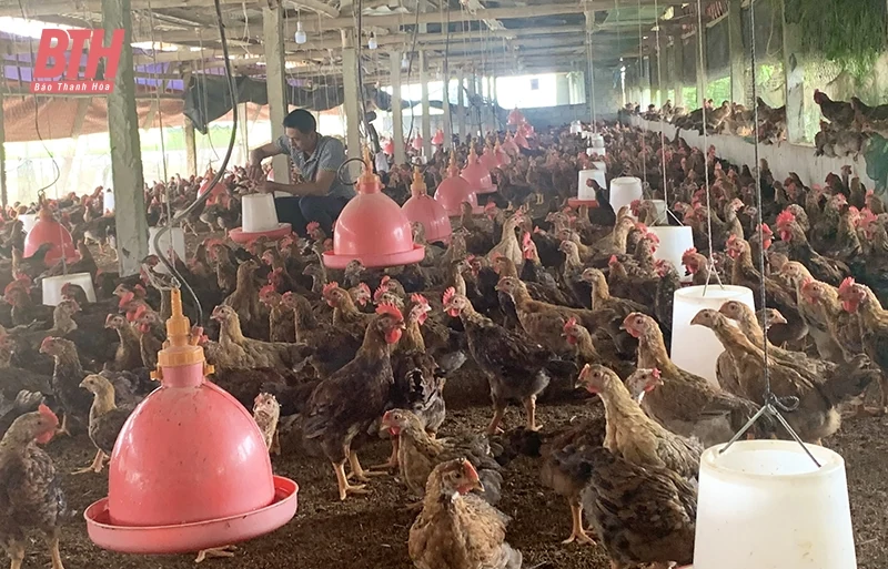 Như vao m88 phát triển các mô hình trang trại tổng hợp theo hướng bền vững