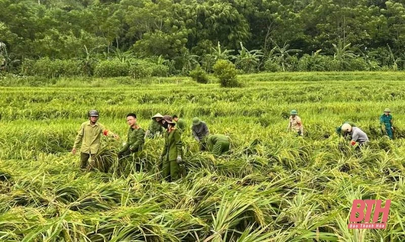 Mưa lũ gây thiệt hại hơn 2.482 ha cây trồng