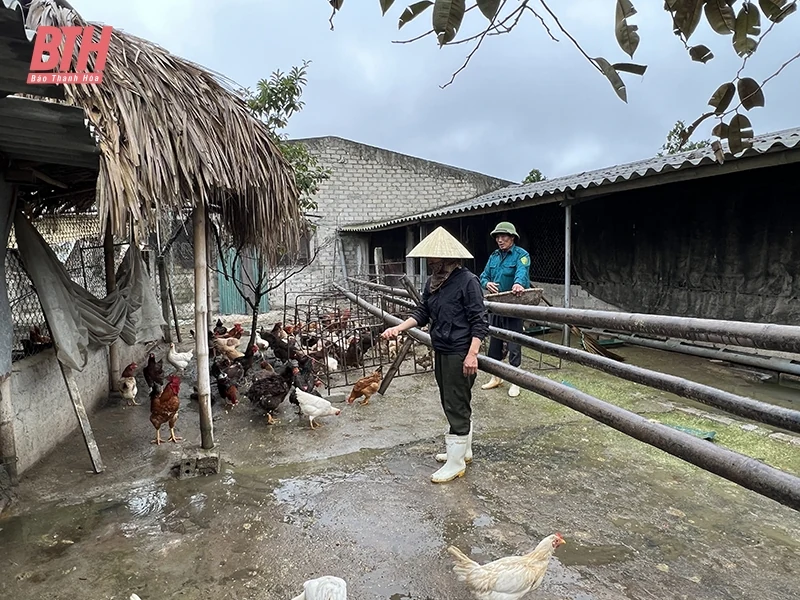 Chăn nuôi an toàn sinh học vẫn gặp nhiều khó khăn