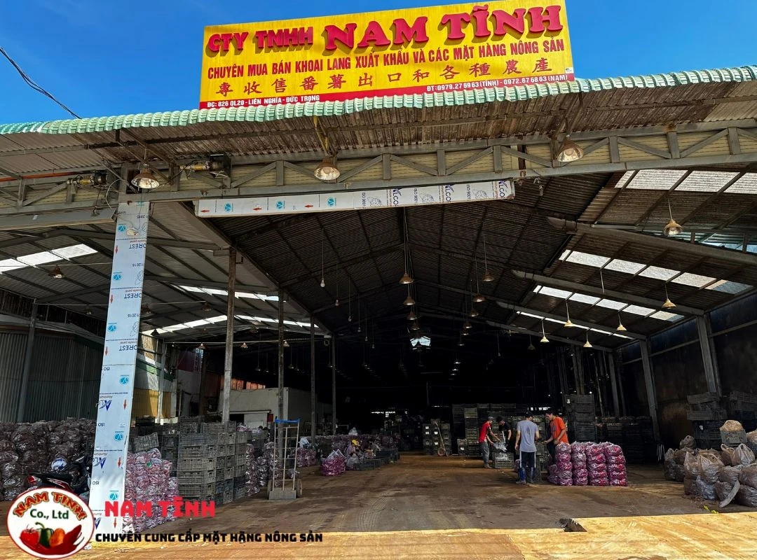 Khoai Lang xuất khẩu chất lượng cao tại Công tyTNHH Nam Tĩnh