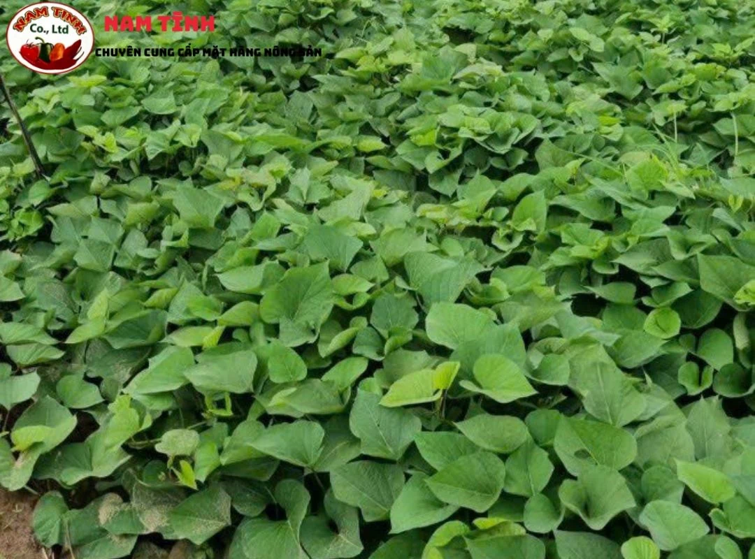 Khoai Lang xuất khẩu chất lượng cao tại Công tyTNHH Nam Tĩnh
