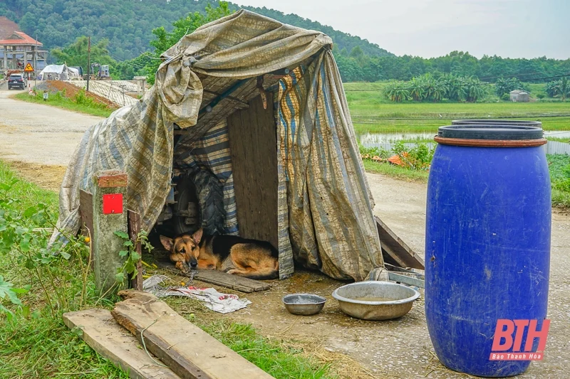 m88 cá cược thể thao trực tuyến nuôi, đồ đạc lên đê tránh lũ