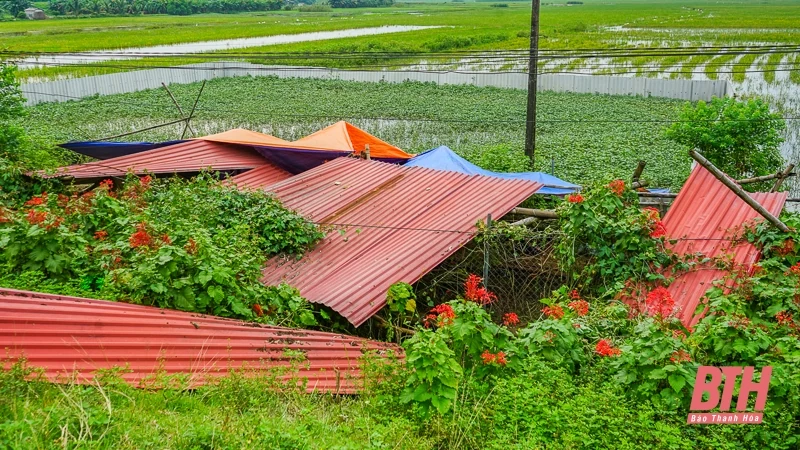 m88 cá cược thể thao trực tuyến nuôi, đồ đạc lên đê tránh lũ