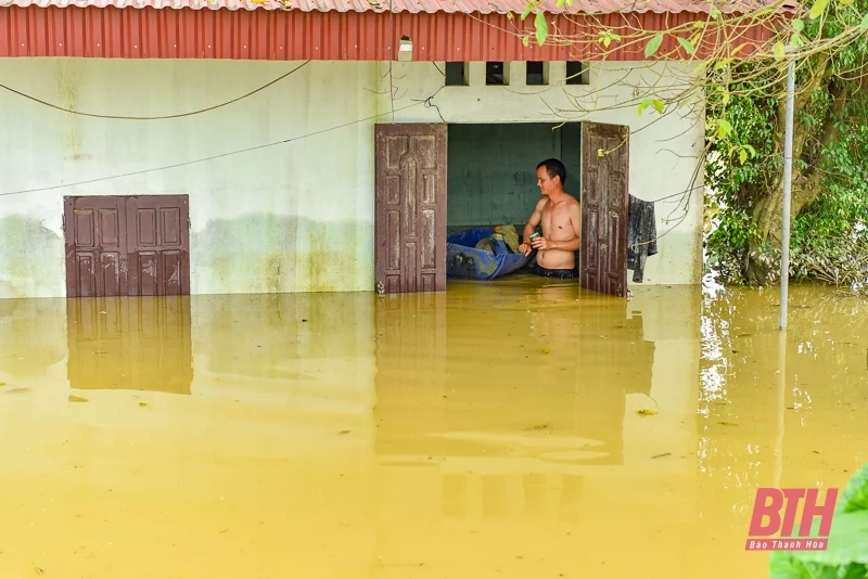 m88 cá cược thể thao trực tuyến nuôi, đồ đạc lên đê tránh lũ
