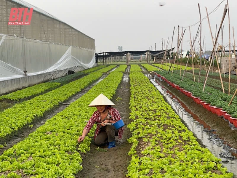 Đưa vào sản xuất các loại cây trồng giá trị cao trong vụ đông