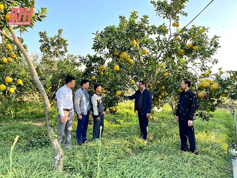 Nhân dịp huyện Hà Trung đón nhận Quyết định công nhận huyện Nông thôn mới: Thành công từ tâm huyết và sự đồng thuận