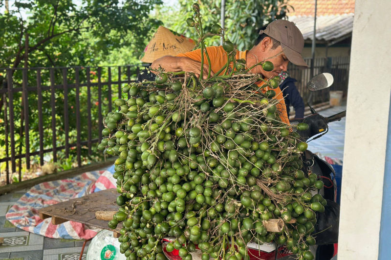 Hướng đi nào cho sự phát triển bền vững của cây cau?