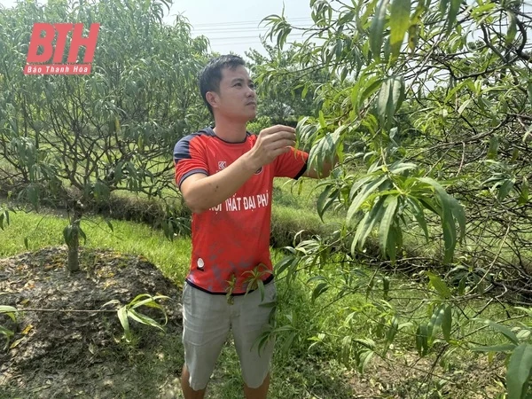 Đào Quảng m88 the thao chuẩn bị cho Tết nguyên đán Ất Tỵ 2025