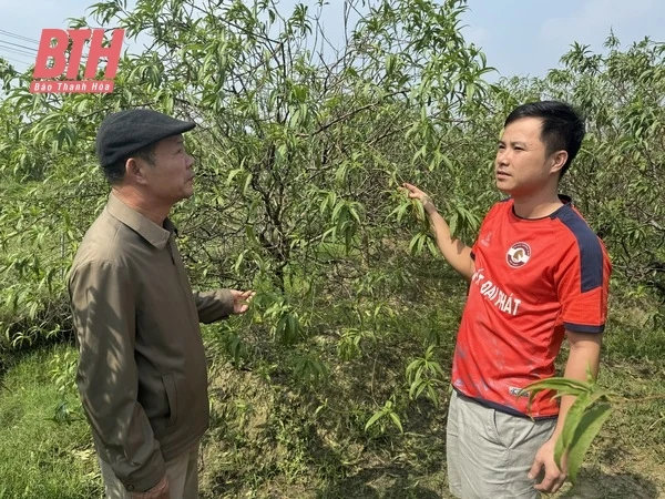 Đào Quảng m88 the thao chuẩn bị cho Tết nguyên đán Ất Tỵ 2025