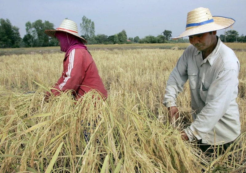 Giá gạo thăng trầm tại hai nước xuất khẩu hàng đầu thế giới