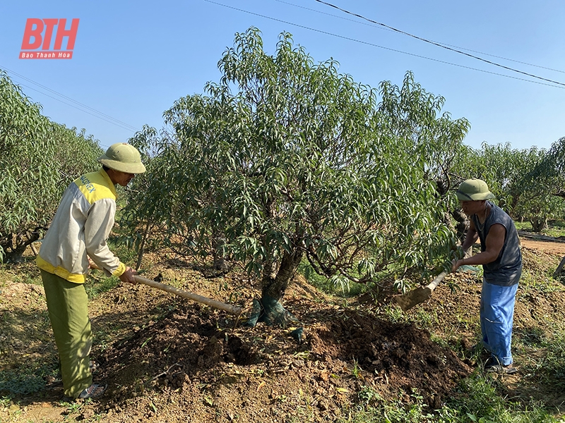 Chăm sóc đào, quất chuẩn bị cho thị trường tết