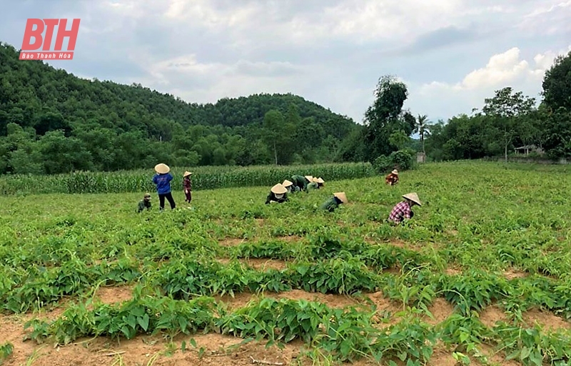 Quản lý, bảo vệ rừng phòng hộ đầu nguồn gắn phát triển cây dược liệu có giá trị kinh tế cao