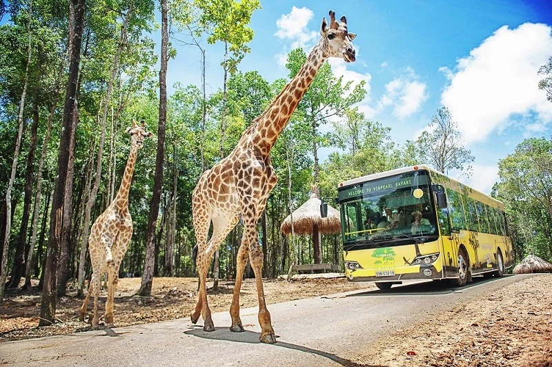 Vinpearl Safari Phú link m88 lọt top đầu vườn thú và thủy cung tại Châu Á