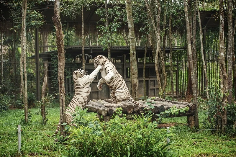 Vinpearl Safari Phú link m88 lọt top đầu vườn thú và thủy cung tại Châu Á