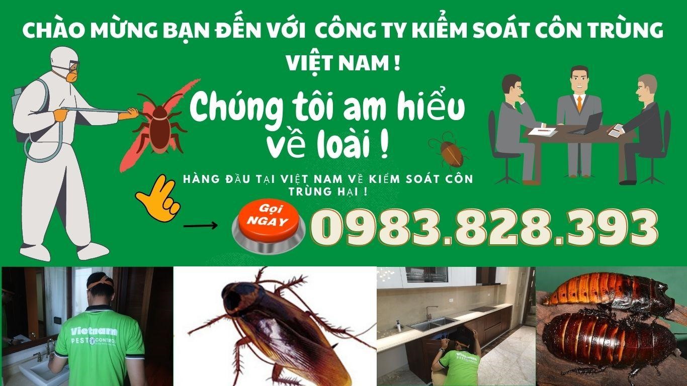 Công ty Kiểm soát Côn trùng Việt Nam – Giải pháp xử lý gián hiệu quả