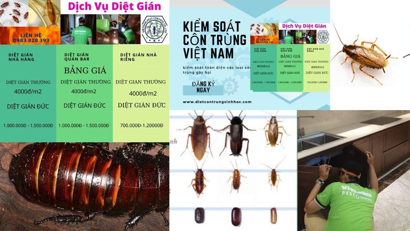 Công ty Kiểm soát Côn trùng Việt Nam – Giải pháp xử lý gián hiệu quả