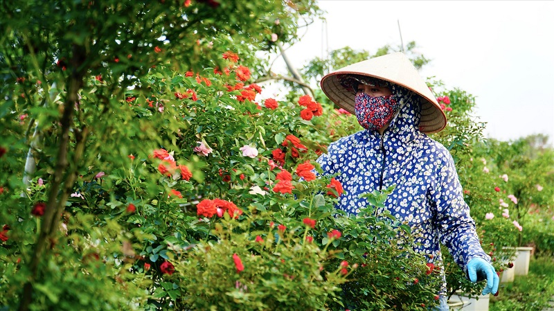 Sắp diễn ra lễ hội hoa lớn nhất miền Bắc tại Mê Linh, Hà Nội