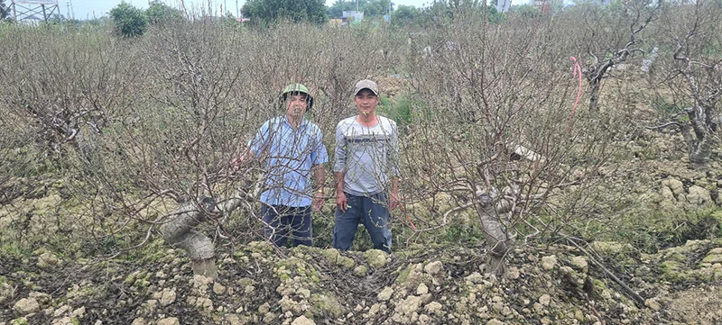 Triệu Sơn: Hiệu quả từ tập trung đất đai và liên kết bao tiêu link đăng nhập m88 phẩm