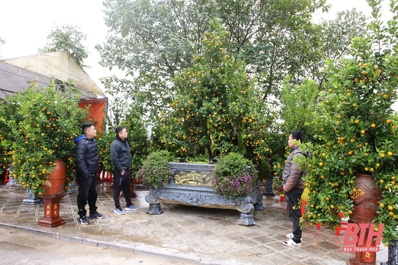 TP m88 the thao tổ chức các điểm bán hoa, cây cảnh và đồ trang trí Tết Nguyên đán Ất Tỵ 2025
