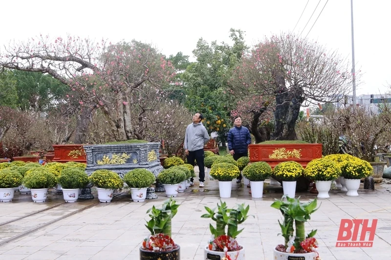 TP m88 the thao tổ chức các điểm bán hoa, cây cảnh và đồ trang trí Tết Nguyên đán Ất Tỵ 2025
