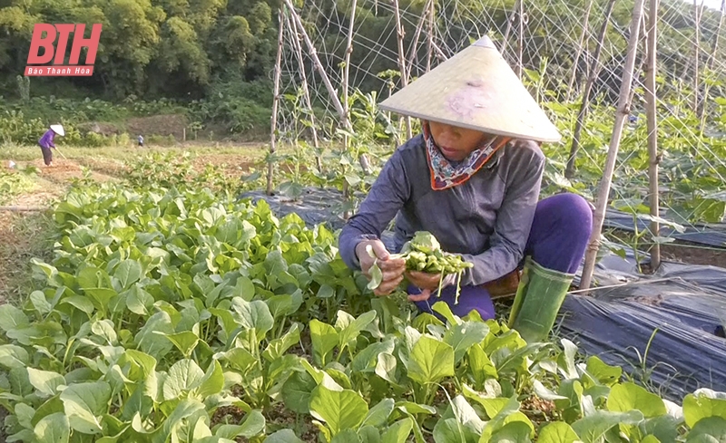 Điểm sáng trong sản xuất vụ đông ở miền núi