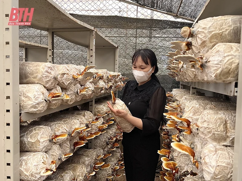 Nông dân trồng vao m88 chuẩn bị cho vụ tết