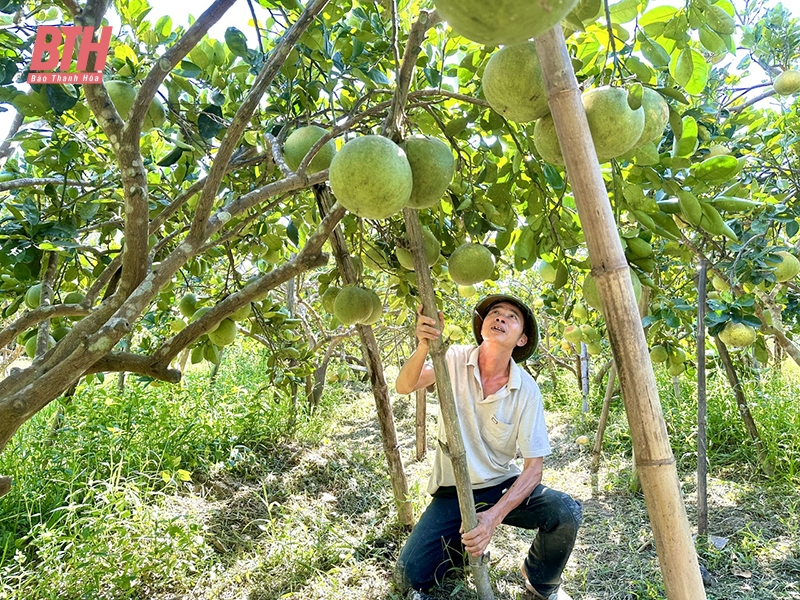 Huyện Thọ Xuân - hành trình đạt chuẩn nông thôn mới nâng cao đầu tiên của tỉnh Thanh Hóa và khu vực Bắc Trung bộ: Bài 1: Bứt phá chuyển từ “lượng” sang “chất”