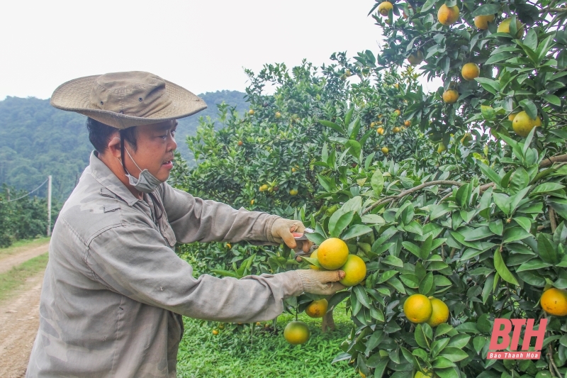 Tập trung sản xuất nông nghiệp trước, trong và sau Tết Nguyên đán Ất Tỵ