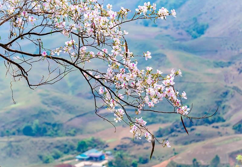 Điện Biên: Lễ hội Hoa Ban diễn ra từ 13 - 16/3/2025