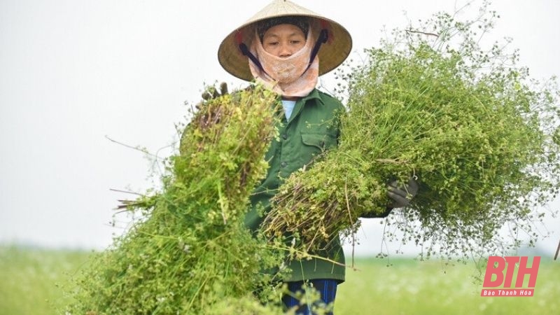 Mùi già - Hương vị Tết xưa