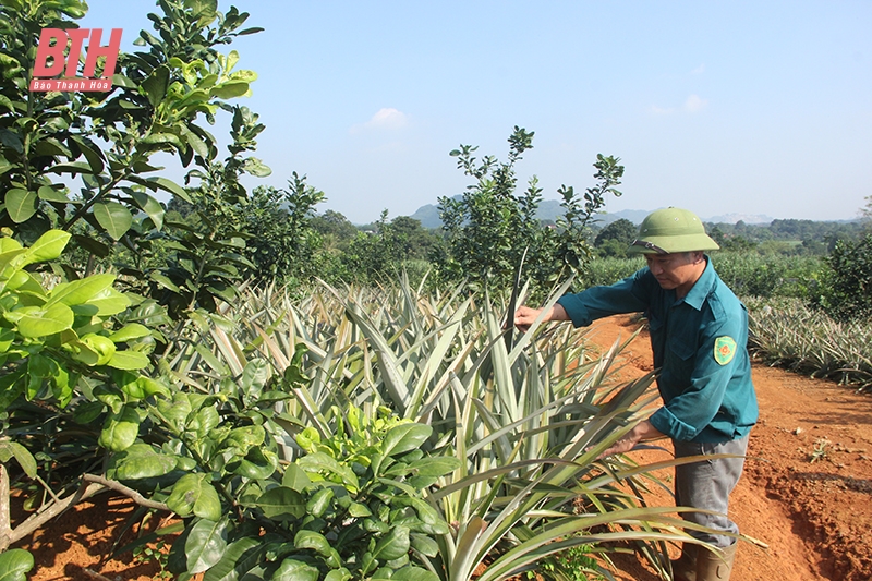 Điển hình phát triển kinh tế vườn đồi ở Cẩm Thủy