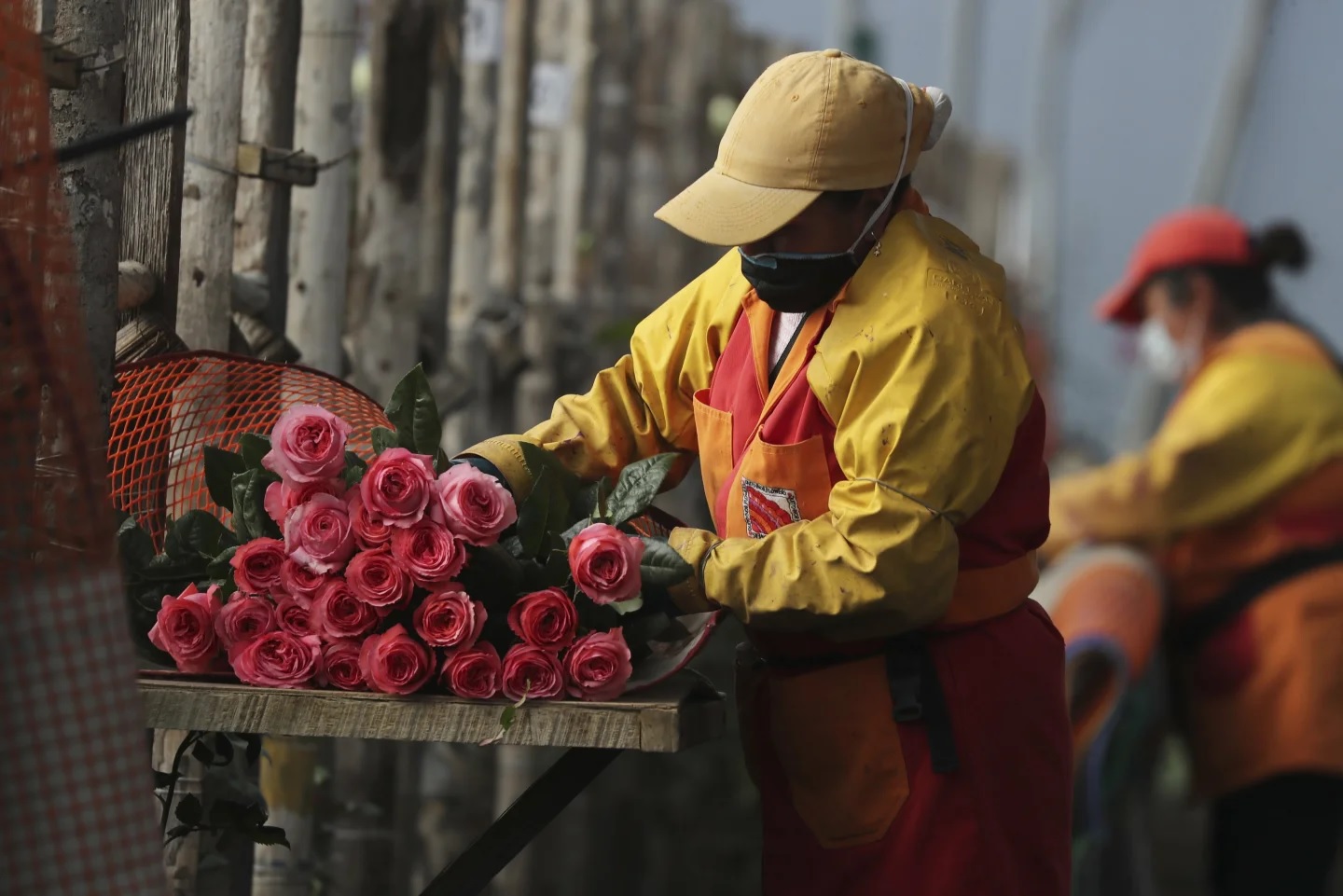 Ecuador lập kỷ lục xuất khẩu hoa dịp Valentine