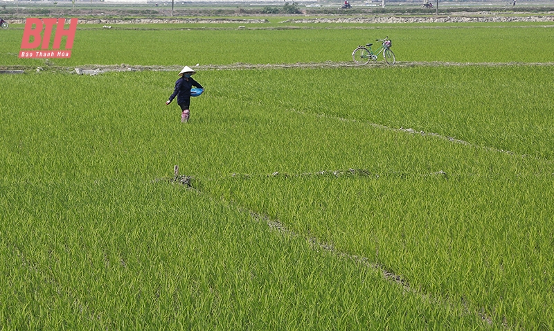 Sản xuất lúa giảm phát thải khí nhà kính