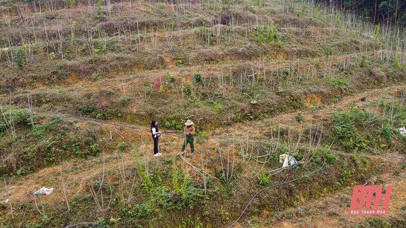 Giá sắn “lao dốc”: Nông dân “đứng ngồi không yên” chờ giá ấm lên 