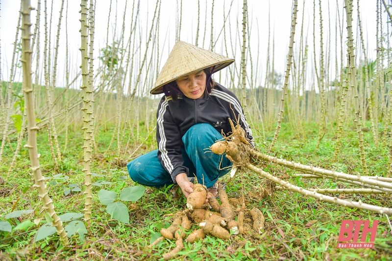 Giá sắn “lao dốc”: Nông dân “đứng ngồi không yên” chờ giá ấm lên 