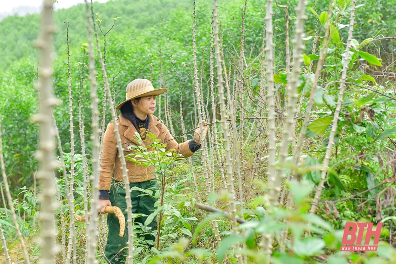 Giá sắn “lao dốc”: Nông dân “đứng ngồi không yên” chờ giá ấm lên 