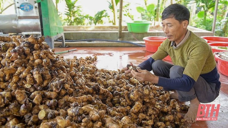 Khám phá quy trình sản xuất miến dong tráng tay truyền thống