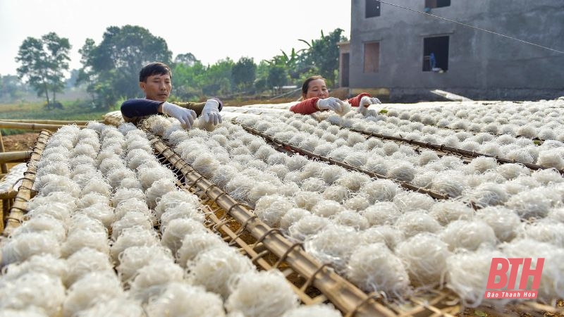 Khám phá quy trình sản xuất miến dong tráng tay truyền thống