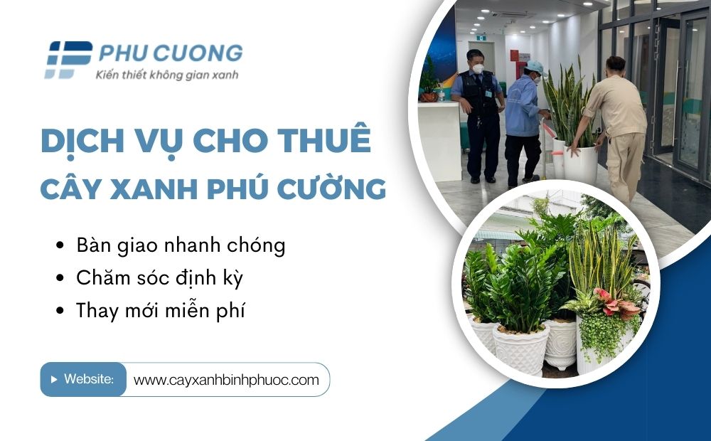 Mang thiên nhiên vào không gian sống với dịch vụ thuê cây xanh Bình Dương